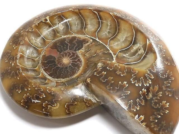 [Video][One of a kind] Ammonite Plate 1pc NO.7