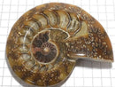 [Video][One of a kind] Ammonite Plate 1pc NO.7