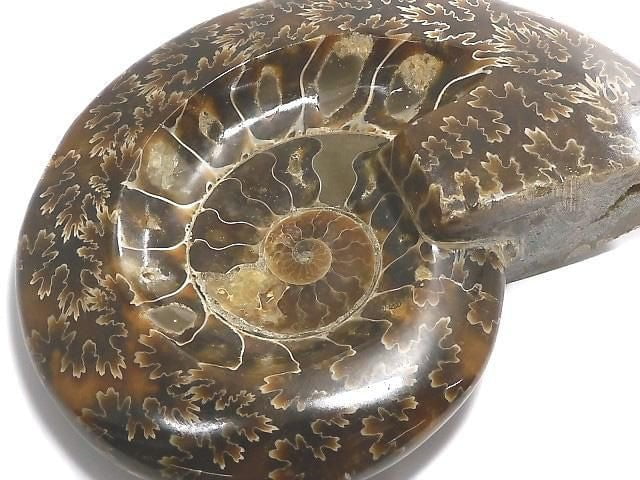 [Video][One of a kind] Ammonite Plate 1pc NO.8