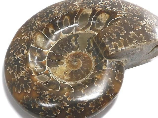 [Video][One of a kind] Ammonite Plate 1pc NO.8