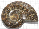 [Video][One of a kind] Ammonite Plate 1pc NO.8