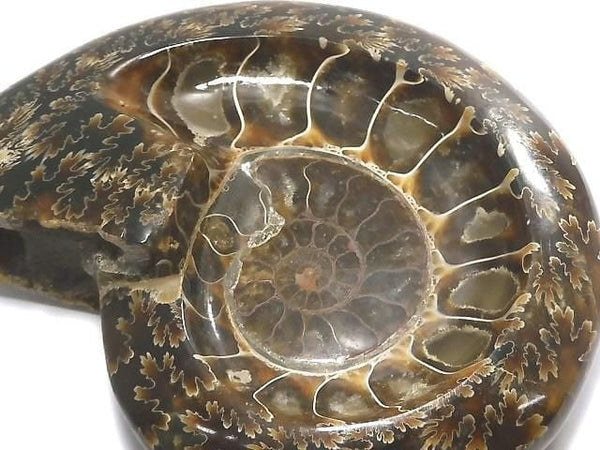 [Video][One of a kind] Ammonite Plate 1pc NO.9