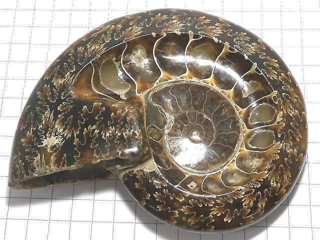 [Video][One of a kind] Ammonite Plate 1pc NO.9