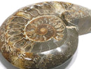 [Video][One of a kind] Ammonite Plate 1pc NO.10