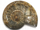 [Video][One of a kind] Ammonite Plate 1pc NO.10