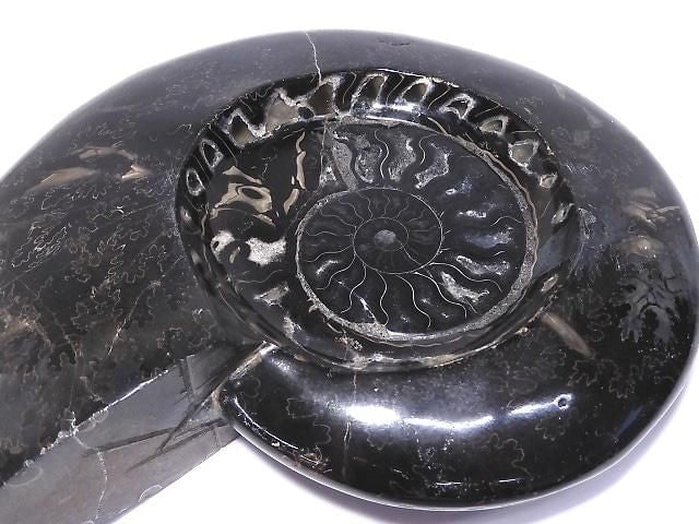 [Video][One of a kind] Ammonite Plate 1pc NO.201
