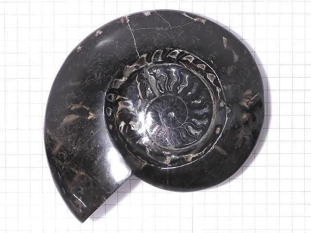 [Video][One of a kind] Ammonite Plate 1pc NO.201