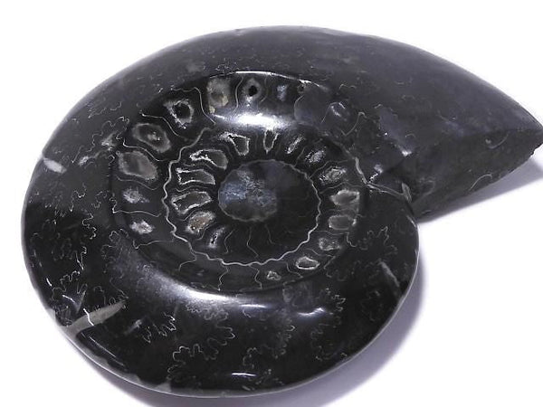 [Video][One of a kind] Ammonite Plate 1pc NO.202