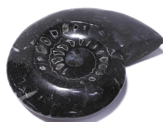 [Video][One of a kind] Ammonite Plate 1pc NO.202