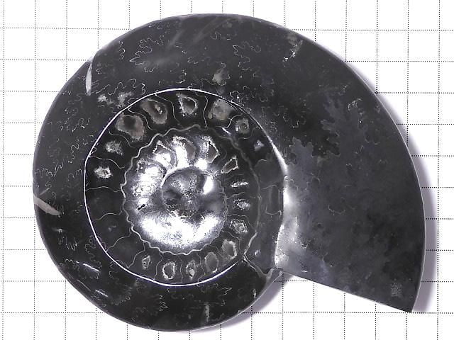 [Video][One of a kind] Ammonite Plate 1pc NO.202