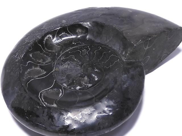 [Video][One of a kind] Ammonite Plate 1pc NO.203
