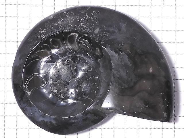 [Video][One of a kind] Ammonite Plate 1pc NO.203