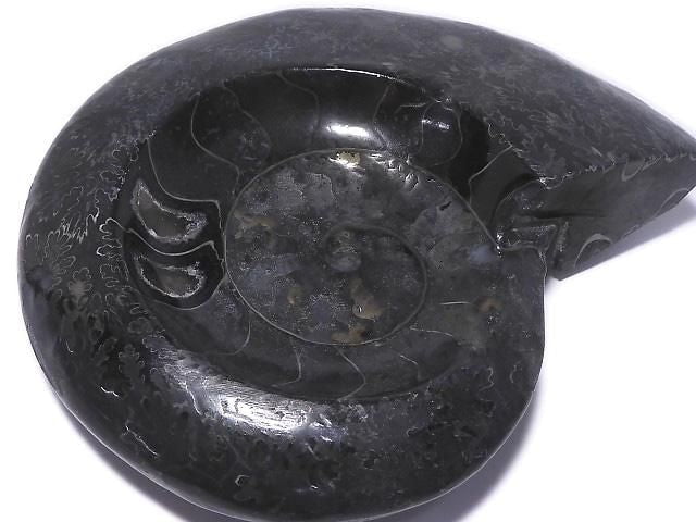 [Video][One of a kind] Ammonite Plate 1pc NO.204