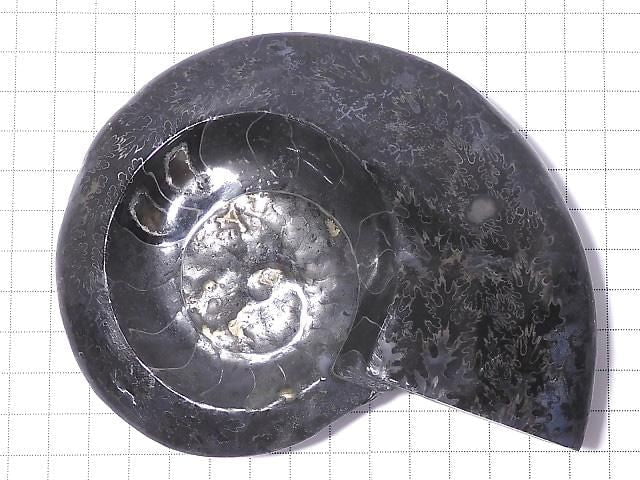 [Video][One of a kind] Ammonite Plate 1pc NO.204
