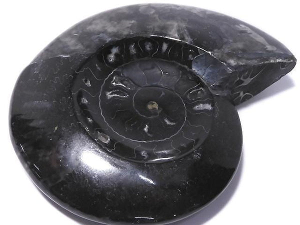 [Video][One of a kind] Ammonite Plate 1pc NO.205