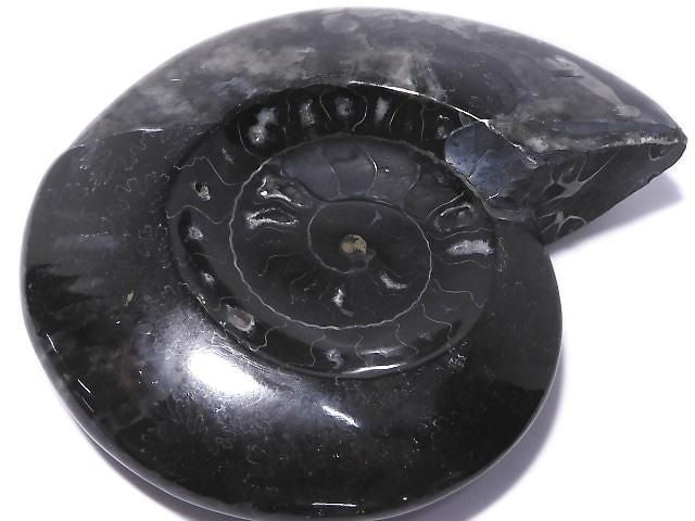 [Video][One of a kind] Ammonite Plate 1pc NO.205