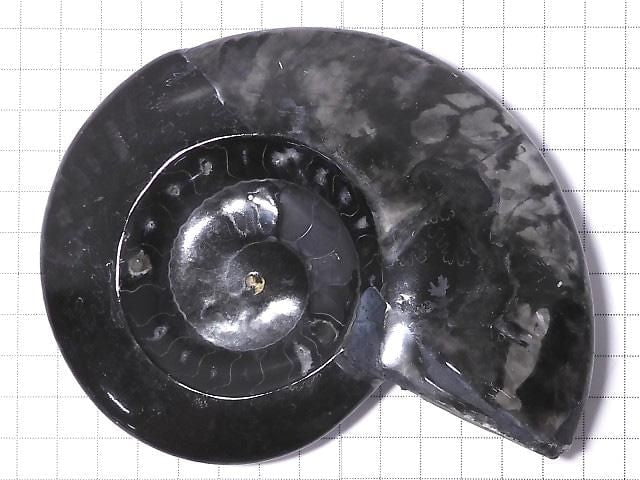 [Video][One of a kind] Ammonite Plate 1pc NO.205
