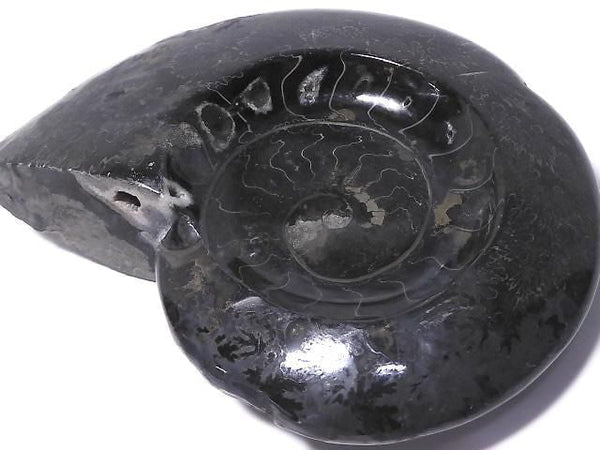 [Video][One of a kind] Ammonite Plate 1pc NO.206