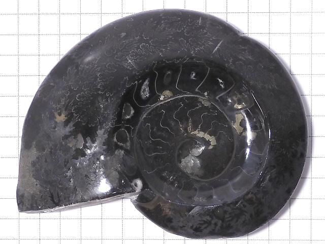 [Video][One of a kind] Ammonite Plate 1pc NO.206