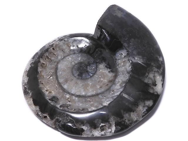 [Video][One of a kind] Ammonite Plate 1pc NO.207