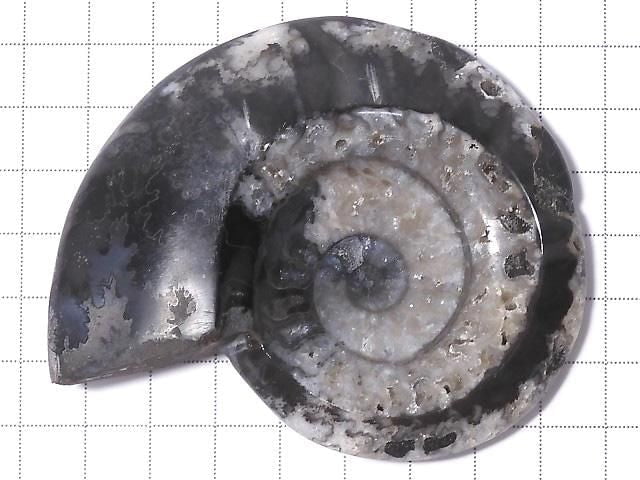 [Video][One of a kind] Ammonite Plate 1pc NO.207