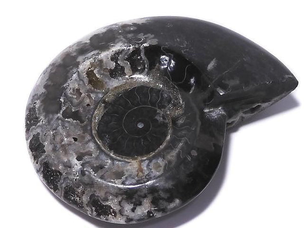 [Video][One of a kind] Ammonite Plate 1pc NO.208