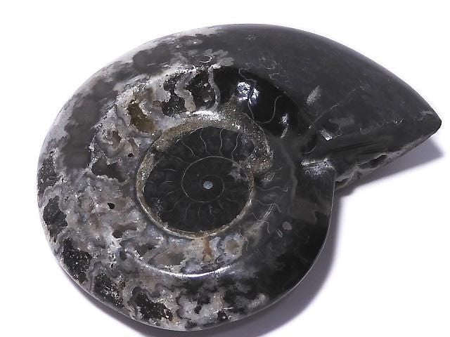 [Video][One of a kind] Ammonite Plate 1pc NO.208