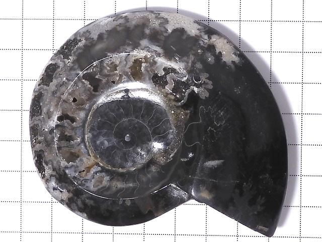 [Video][One of a kind] Ammonite Plate 1pc NO.208