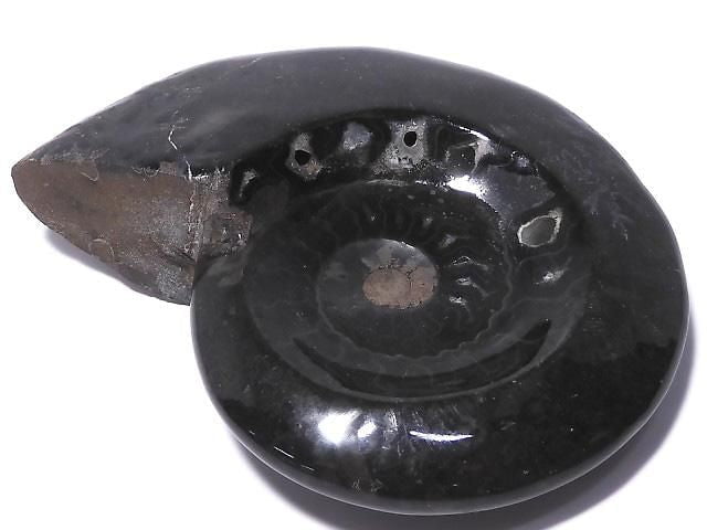 [Video][One of a kind] Ammonite Plate 1pc NO.209