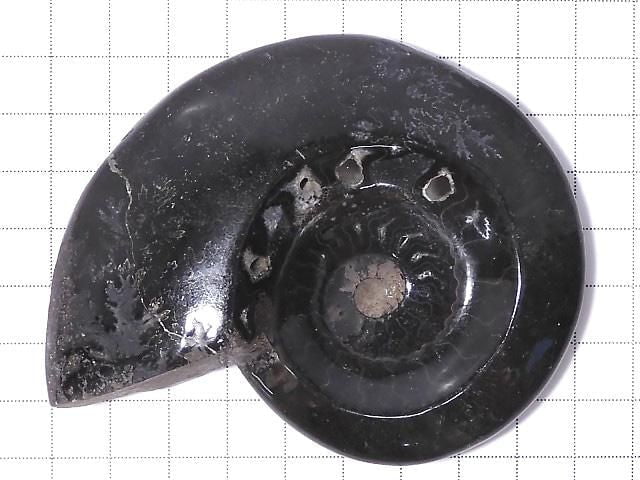 [Video][One of a kind] Ammonite Plate 1pc NO.209