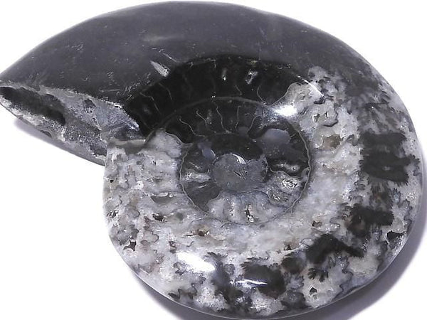 [Video][One of a kind] Ammonite Plate 1pc NO.211