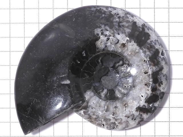 [Video][One of a kind] Ammonite Plate 1pc NO.211