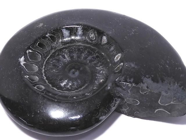 [Video][One of a kind] Ammonite Plate 1pc NO.212