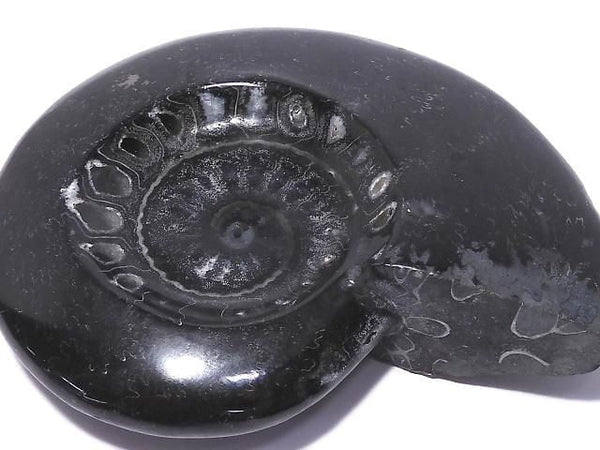 [Video][One of a kind] Ammonite Plate 1pc NO.212