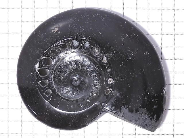 [Video][One of a kind] Ammonite Plate 1pc NO.212