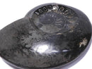 [Video][One of a kind] Ammonite Plate 1pc NO.213