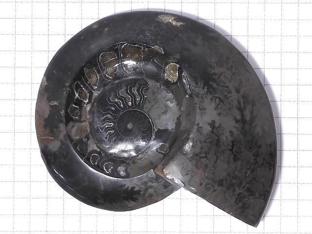 [Video][One of a kind] Ammonite Plate 1pc NO.213