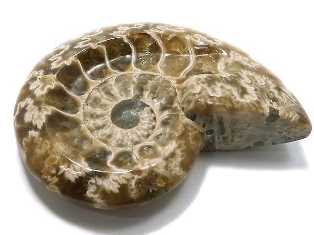 [Video][One of a kind] Ammonite Plate 1pc NO.11