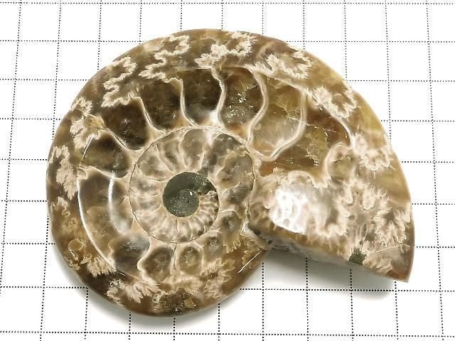 [Video][One of a kind] Ammonite Plate 1pc NO.11