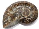 [Video][One of a kind] Ammonite Plate 1pc NO.12