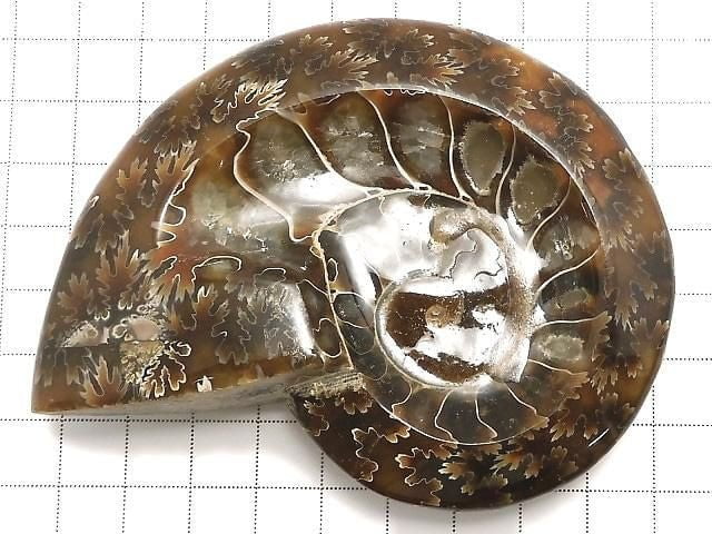 [Video][One of a kind] Ammonite Plate 1pc NO.12