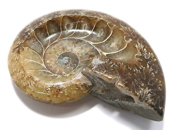 [Video][One of a kind] Ammonite Plate 1pc NO.13