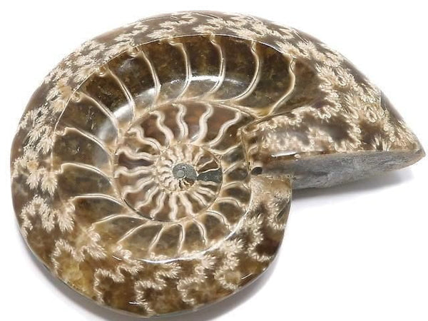 [Video][One of a kind] Ammonite Plate 1pc NO.14