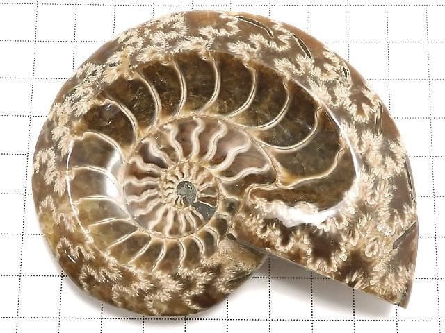 [Video][One of a kind] Ammonite Plate 1pc NO.14