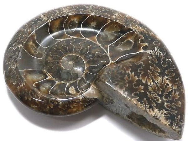 [Video][One of a kind] Ammonite Plate 1pc NO.15
