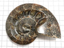[Video][One of a kind] Ammonite Plate 1pc NO.15