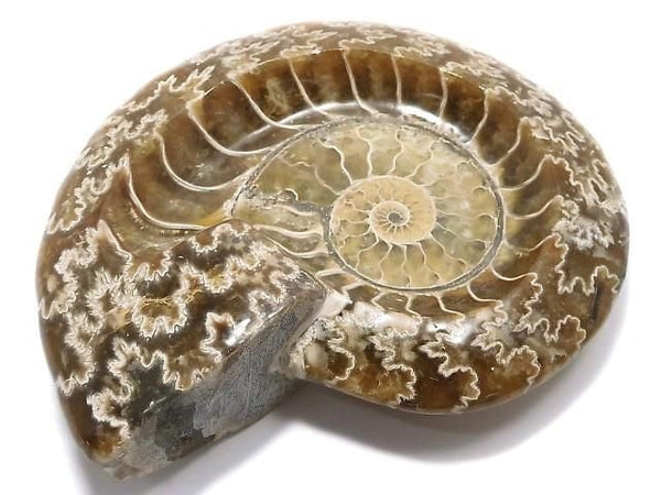 [Video][One of a kind] Ammonite Plate 1pc NO.16