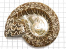 [Video][One of a kind] Ammonite Plate 1pc NO.16