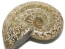 [Video][One of a kind] Ammonite Plate 1pc NO.17