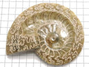 [Video][One of a kind] Ammonite Plate 1pc NO.17